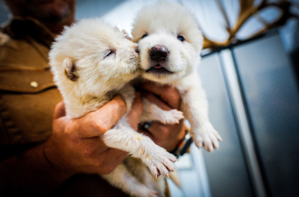 Rođeni su Romul i Rem: Prvi put u istoriji oživljena izumrla vrsta FOTO/VIDEO