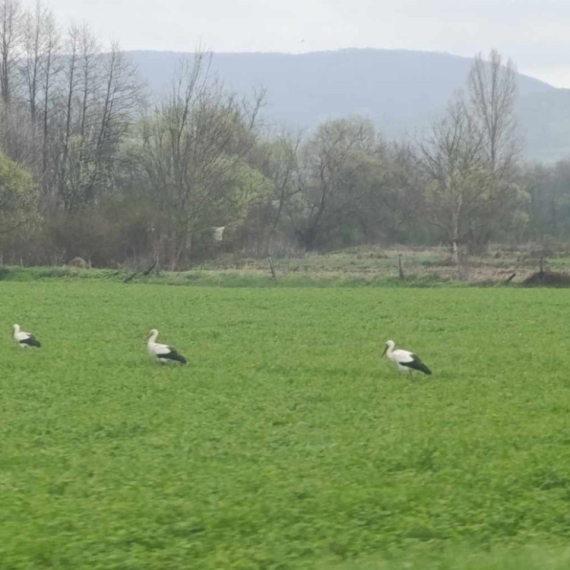 Vratile se rode u srce Srbije FOTO