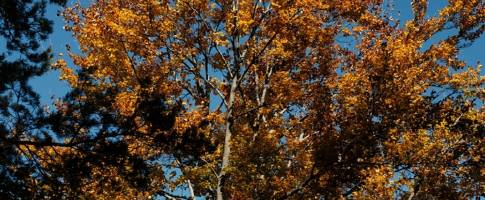 Zlatni bor se vraća na Zlatibor FOTO