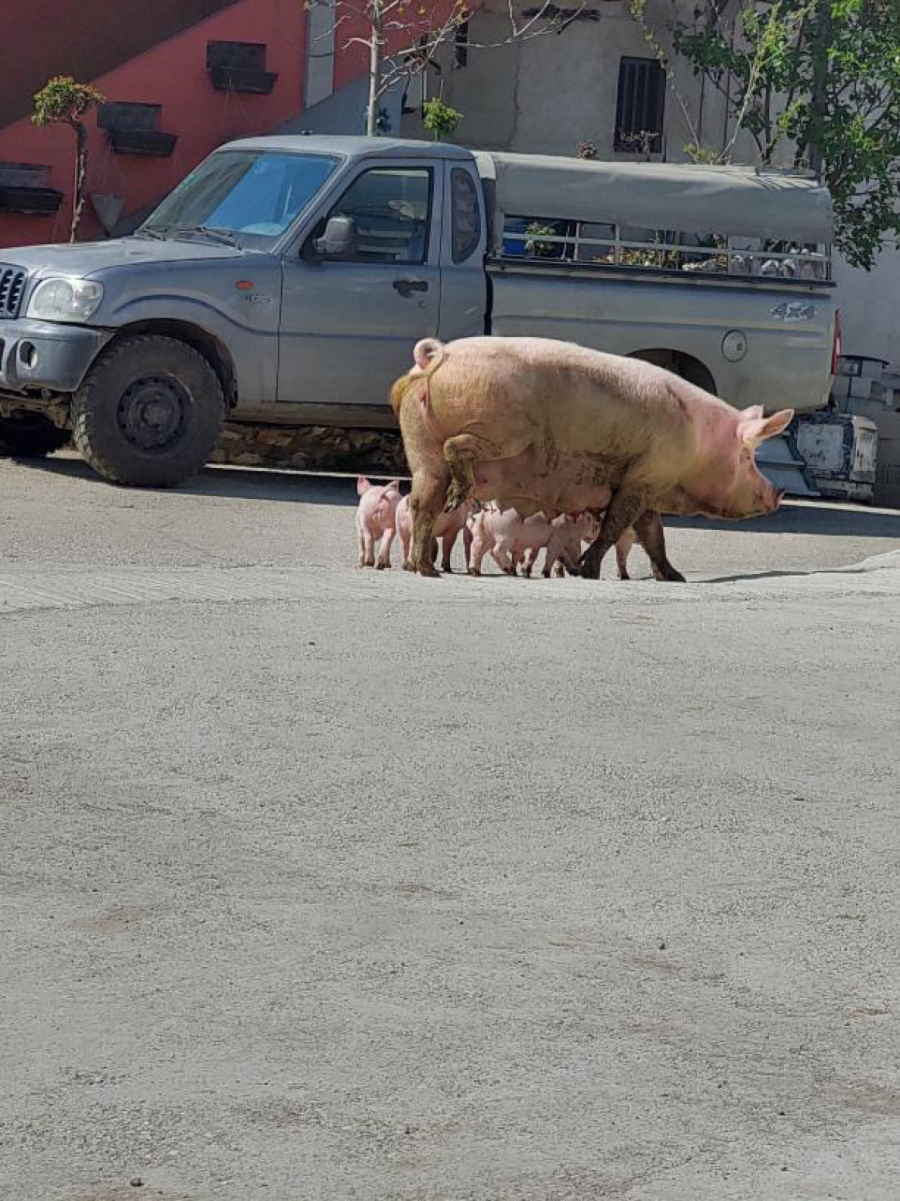 Pobegli pre praznika: Neobičan prizor na čuvenoj prase štrase u Čačku FOTO