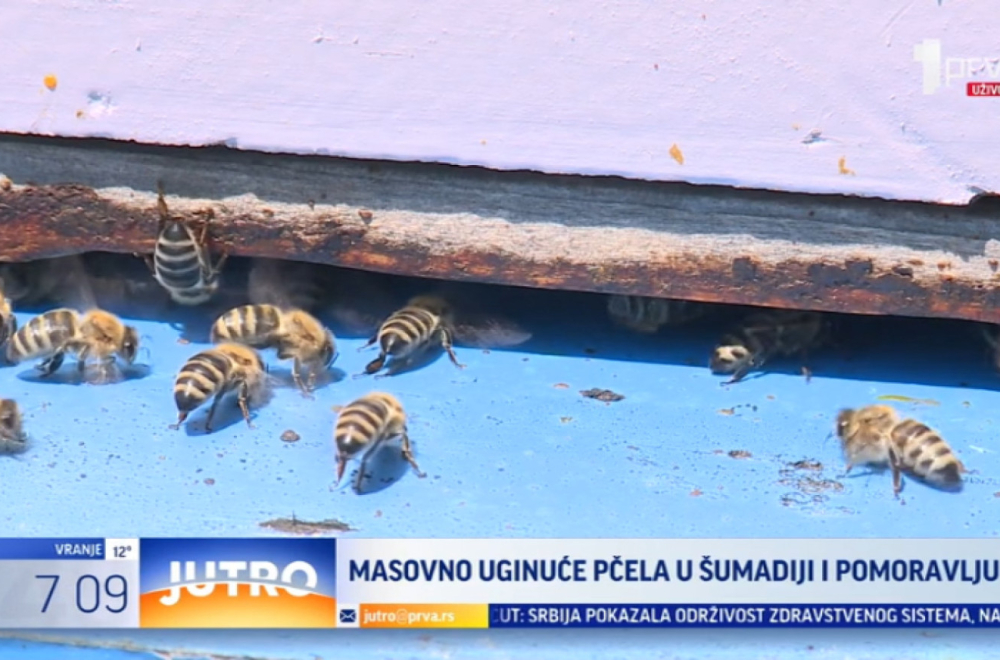 Šta je uzrok masovnom uginuću pčela u Šumadiji? VIDEO