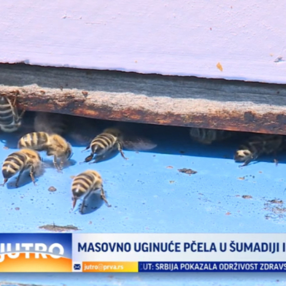 Šta je uzrok masovnom uginuću pčela u Šumadiji? VIDEO