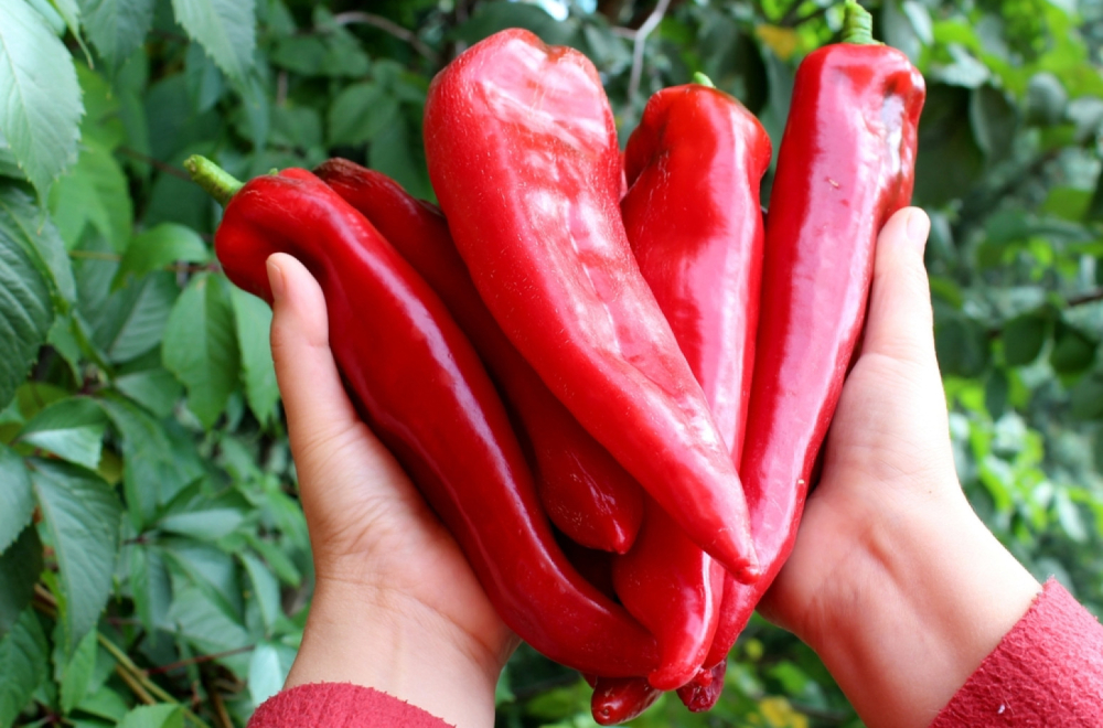 Bliži se sezona ajvara: Pogledali smo kolika je cena paprika