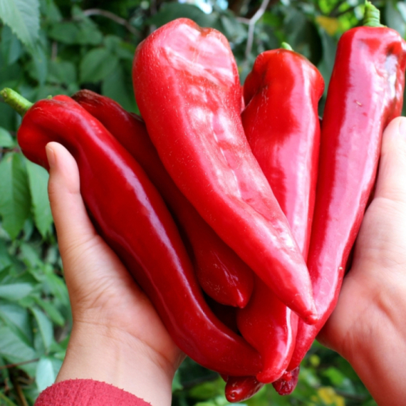 Potrebna su vam 2 sastojka iz kuhinje i vaša paprika će rađati kao nikada