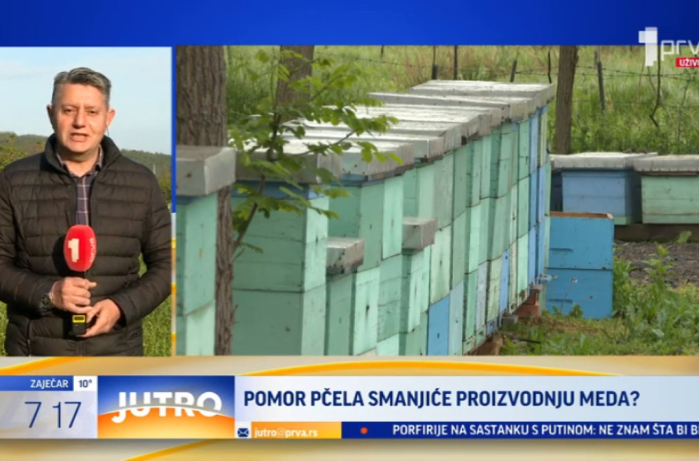 Pomor pčela smanjiće proizvodnju meda? VIDEO