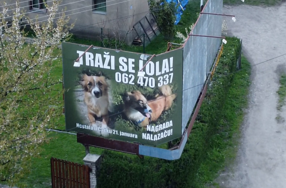 Dirljiva priča o ljubavi čoveka i psa: Čačanin zakupio bilbord kako bi našao svoju Lolu