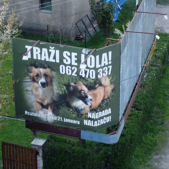 Dirljiva priča o ljubavi čoveka i psa: Čačanin zakupio bilbord kako bi našao svoju Lolu