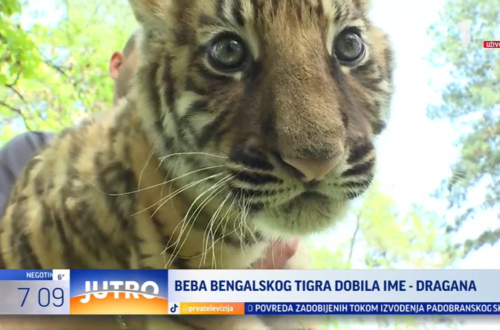 Evo koje je ime dobilo mladunče tigra u jagodinskom Zoo-vrtu VIDEO