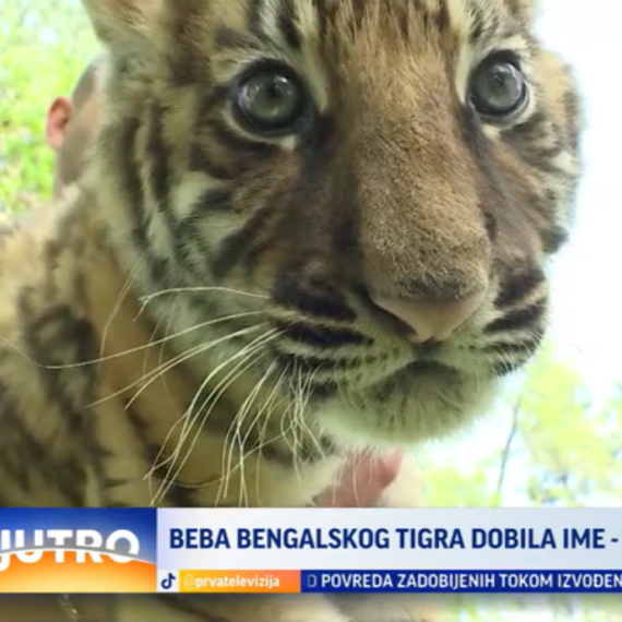 Evo koje je ime dobilo mladunče tigra u jagodinskom Zoo-vrtu VIDEO