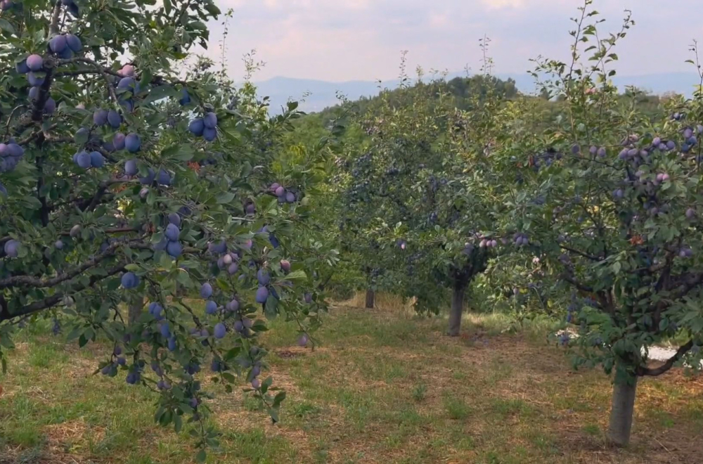 Dok je Srbije - biće i šljiva: Naša zemlja prva u Evropi po proizvodnji ovog voća FOTO