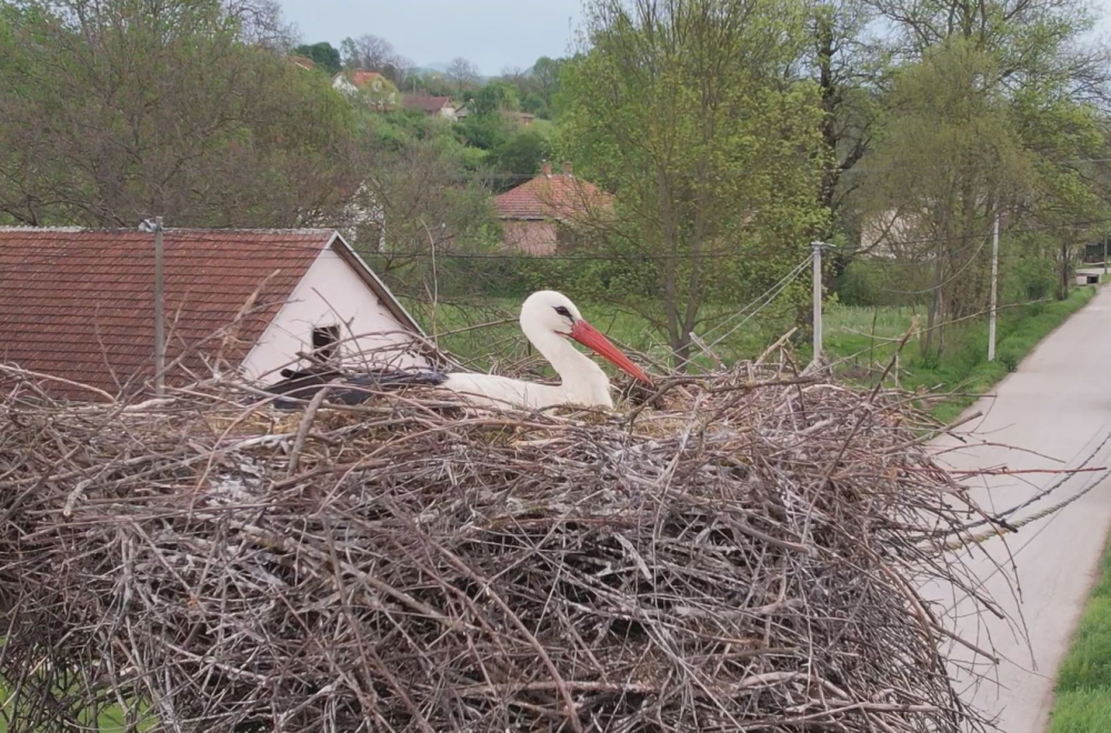 Nesvakidašnja priča o ljubavi između čoveka i ptica: Vraćaju mu se svakog proleća FOTO