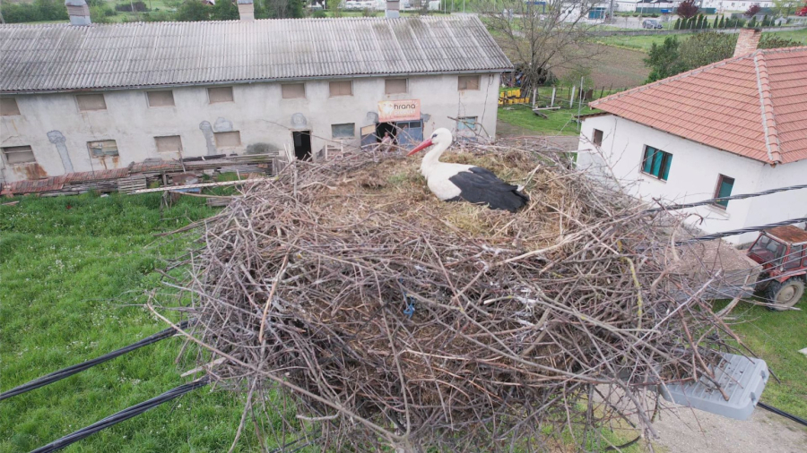 Nesvakidašnja priča o ljubavi između čoveka i ptica: Vraćaju mu se svakog proleća FOTO