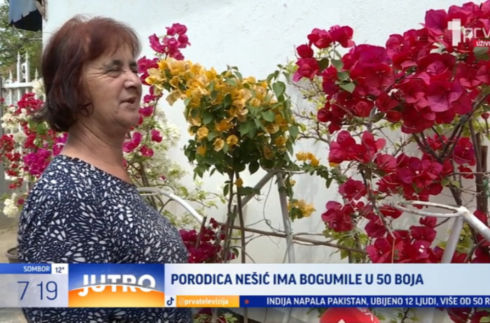 Leskovačka porodica ima bogumile u 50 boja VIDEO