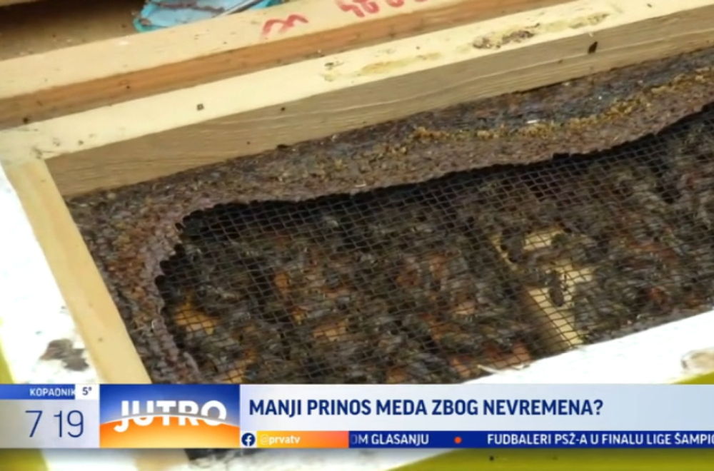 Manji prinos meda zbog lošeg vremena VIDEO