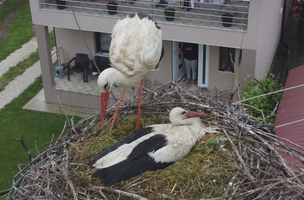 Dugonoge ptice obožavaju grad na Moravi: Sada se pojavile i jako retke crne rode FOTO
