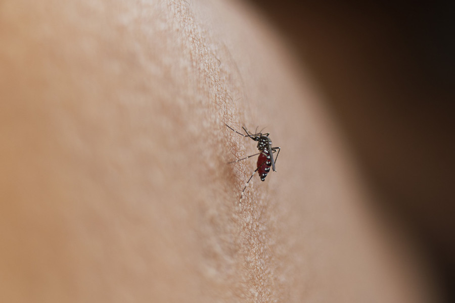 Virus Zapadnog Nila: Kako nam komarci donose tropske viruse?