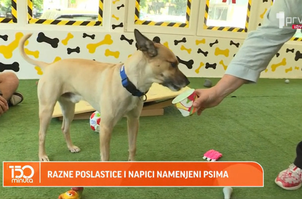 Igraonice za pse sve popularnije: Ovde ljubimac može popiti "papućino" VIDEO