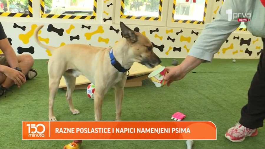 Mogu li psi da pate od celijakije: Koje rase su osetljive na gluten i koja hrana je idealna za njih