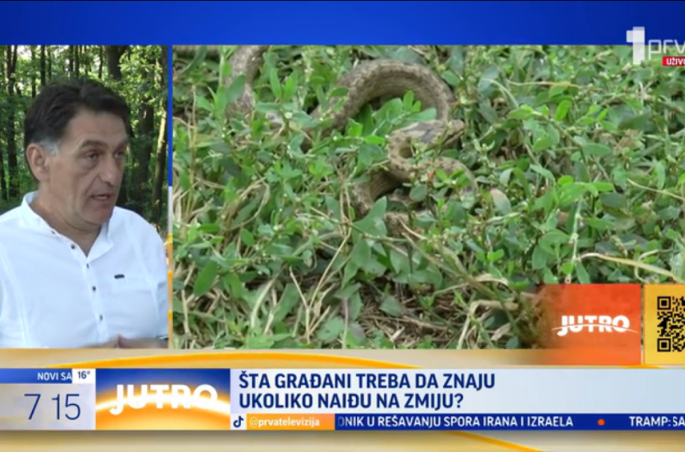 Zabeležena najezda zmija u Čačku: Evo šta treba da uradite ako ih vidite VIDEO