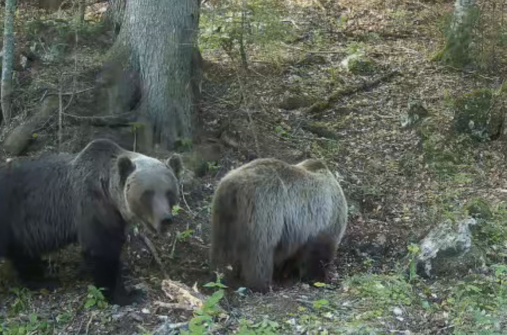 Šumski gorostas težak 162 kilograma uočen na Durmitoru: Preko noći prepešači desetine kilometara FOTO