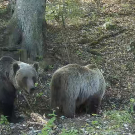Šumski gorostas težak 162 kilograma uočen na Durmitoru: Preko noći prepešači desetine kilometara FOTO