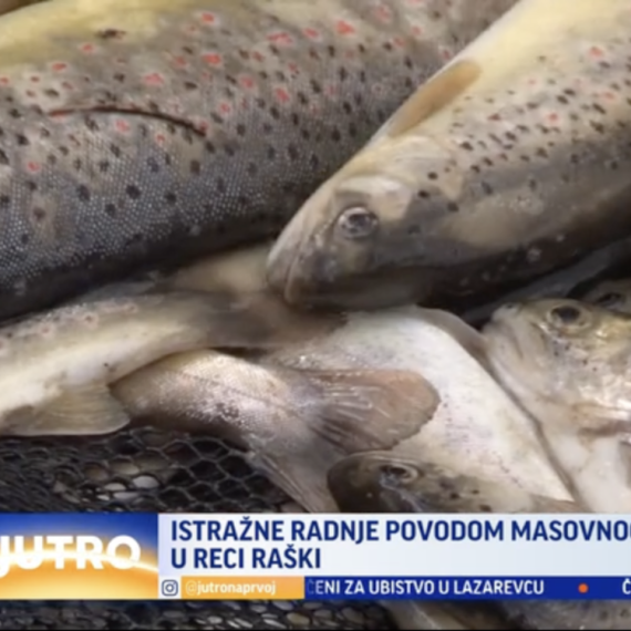 Istražne radnje povodom masovnog pomora ribe u reci Raški VIDEO