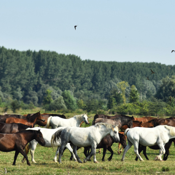 Rečno ostrvo na Dunavu je prava prirodna oaza: Zbog ovoga ga porede sa safarijem FOTO/VIDEO