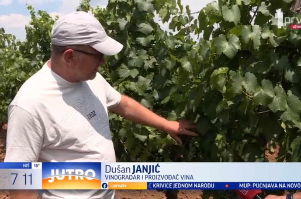 Dok jedni čekaju kišu, drugi žele što više sunčanih dana: Leskovčani očekuju odlično vino VIDEO