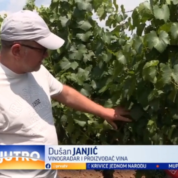 Dok jedni čekaju kišu, drugi žele što više sunčanih dana: Leskovčani očekuju odlično vino VIDEO
