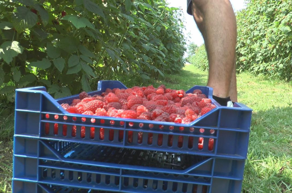 Alarmantno stanje u srpskim malinjacima: Hitno se mora pronaći rešenje