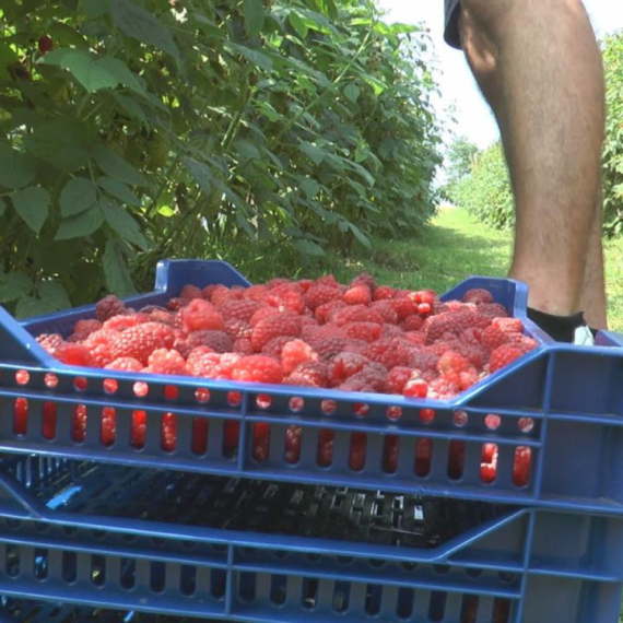 Alarmantno stanje u srpskim malinjacima: Hitno se mora pronaći rešenje