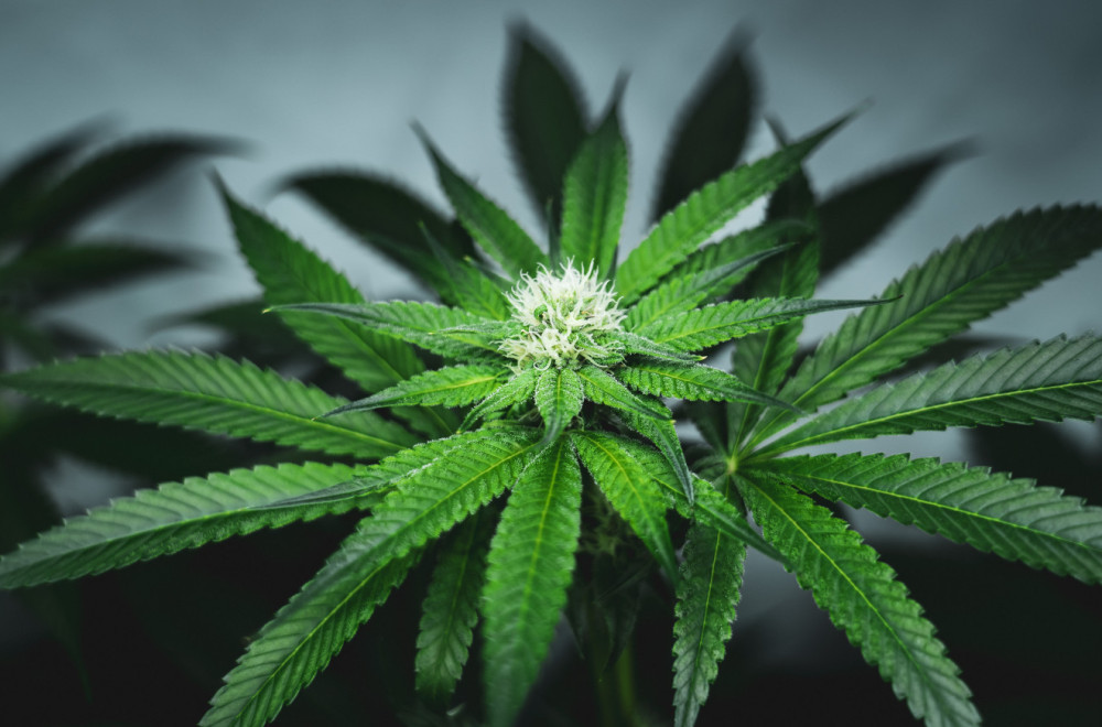 Da li će Srbija legalizovati marihuanu? VIDEO