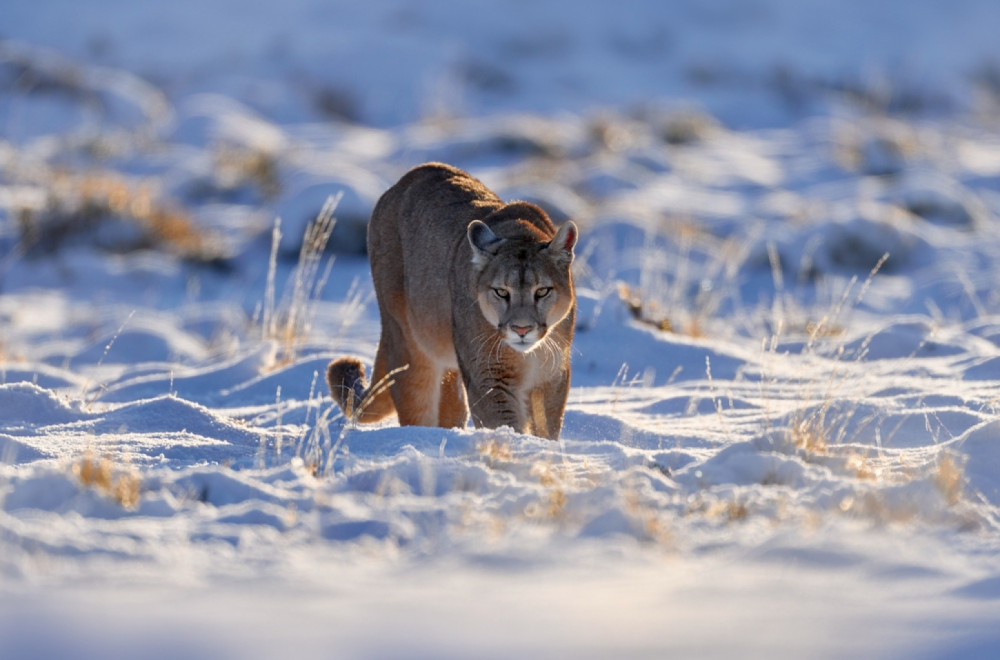 Dete napala puma: Otac ga jedva spasio