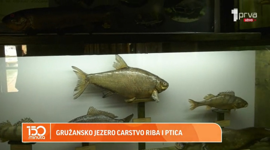 Šumadijsko more: Jedinstveno jezero u Srbiji sa 17 vrsta riba VIDEO