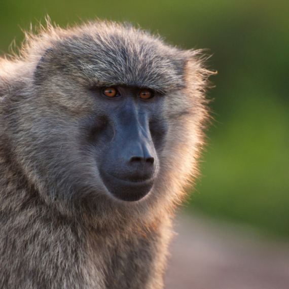 Direktor zoo-vrta u Nirnbergu dobio pretnje smrću zbog ubijanja pavijana
