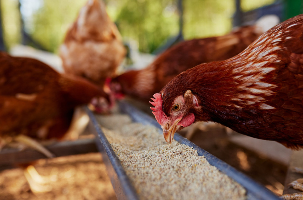 Farmeri na mukama: Tržište jaja potresa novi problem