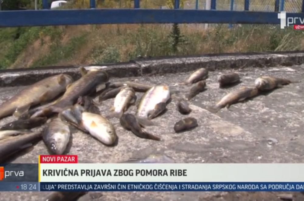 Podneta krivična prijava zbog masovnog pomora ribe u reci Raški VIDEO