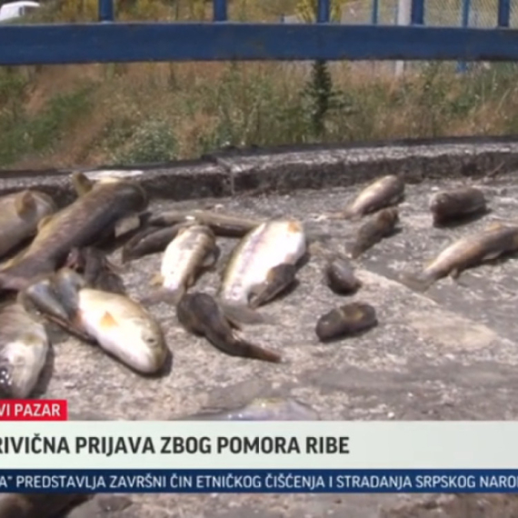 Podneta krivična prijava zbog masovnog pomora ribe u reci Raški VIDEO