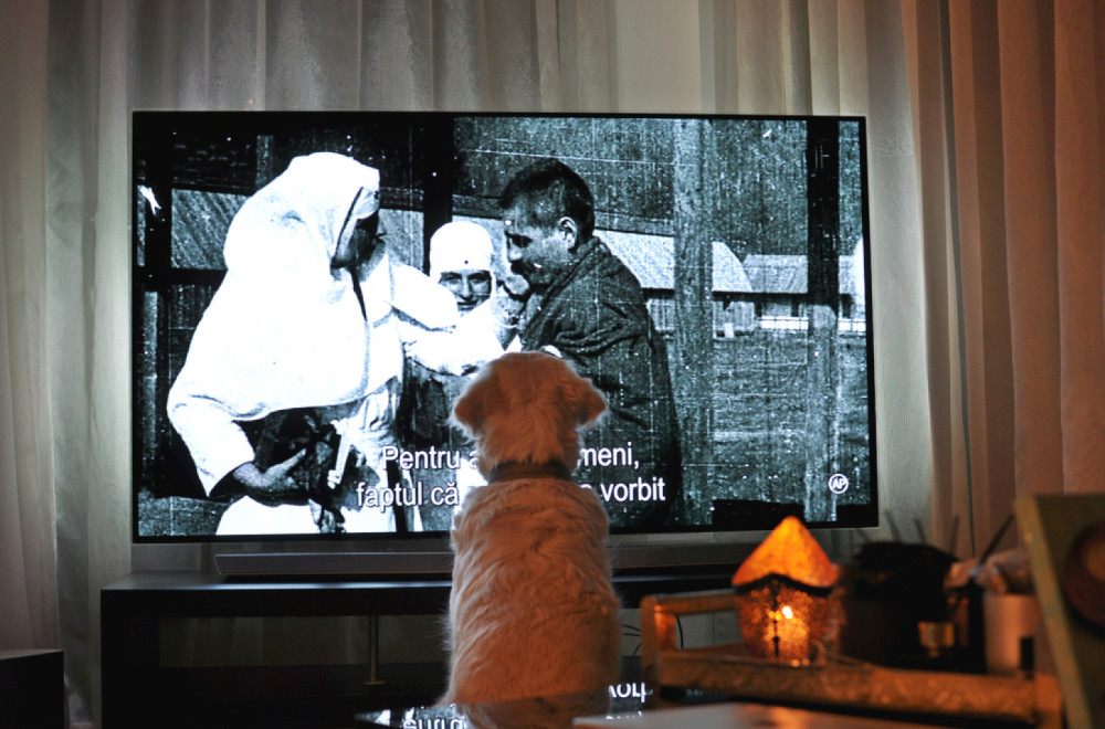 Da li pas gleda televiziju? FOTO
