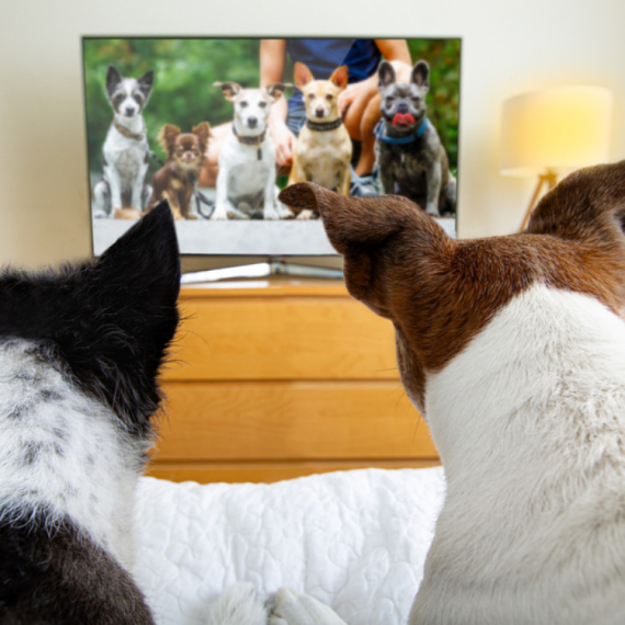 Da li pas gleda televiziju? FOTO