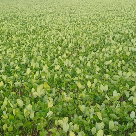 Ova biljka ne traži puno ulaganja, a dobra zarada je zagarantovana: Ratari trljaju ruke