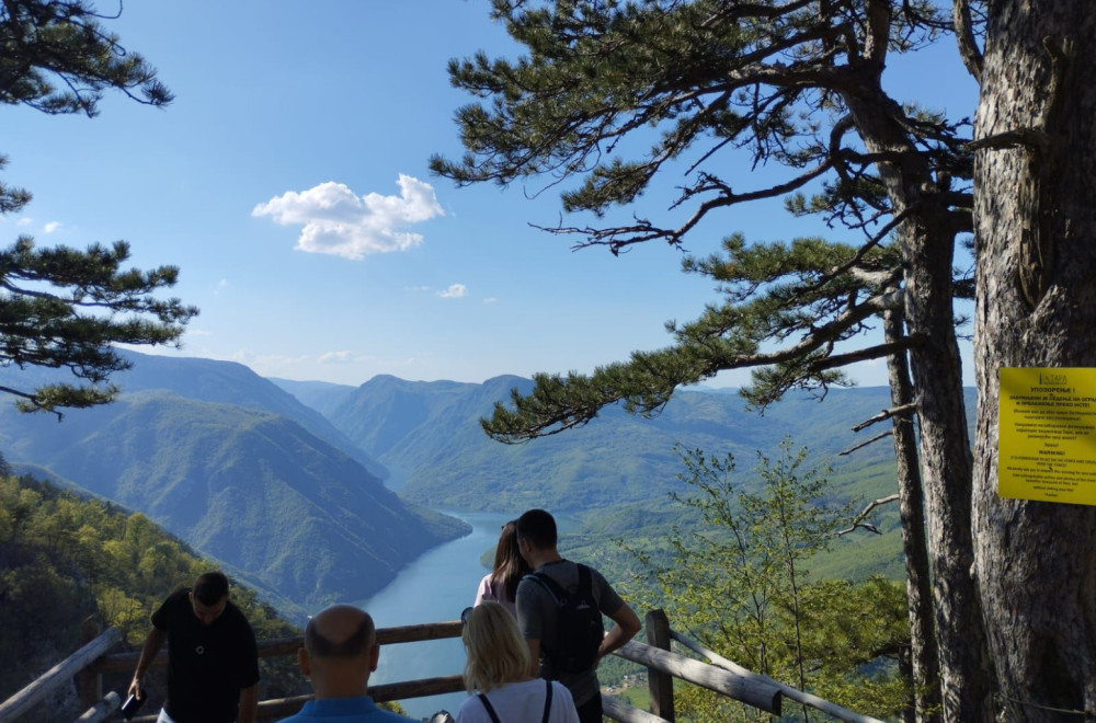 This tree grows only along the Drina River and is the pride of Serbia: Tara National Park marks three jubilees