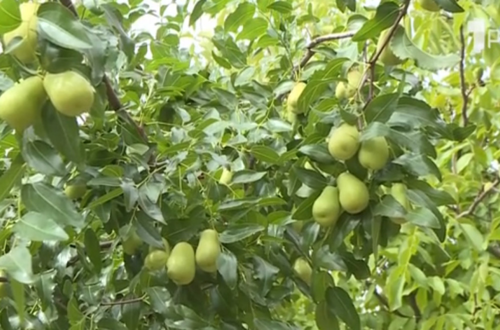 Voće koje je odlično za zdravlje, a malo ko zna da se gaji u Srbiji VIDEO