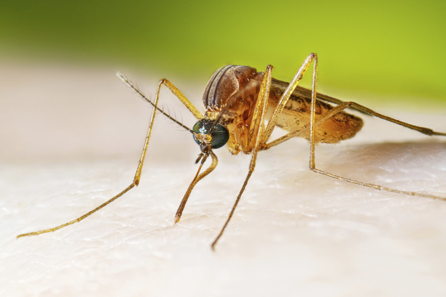 Komarci šire tri opasna virusa: Naučnici u panici