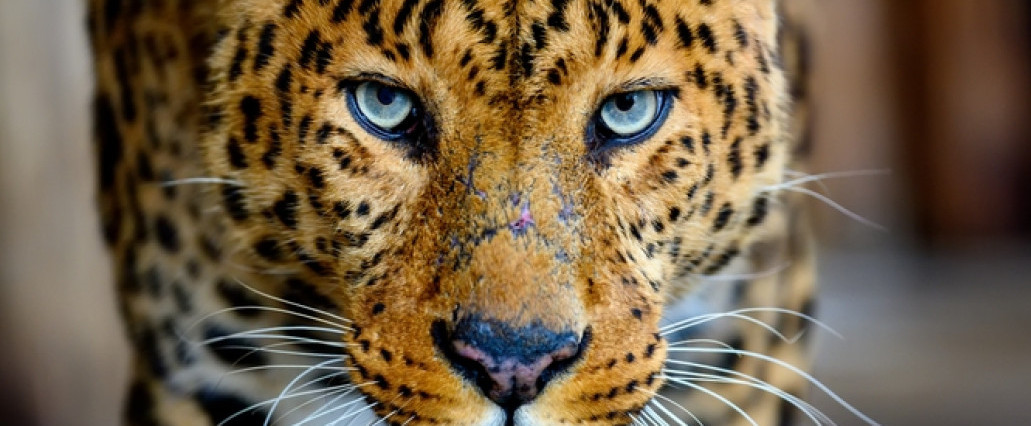 Leopard izazvao paniku u hotelu VIDEO