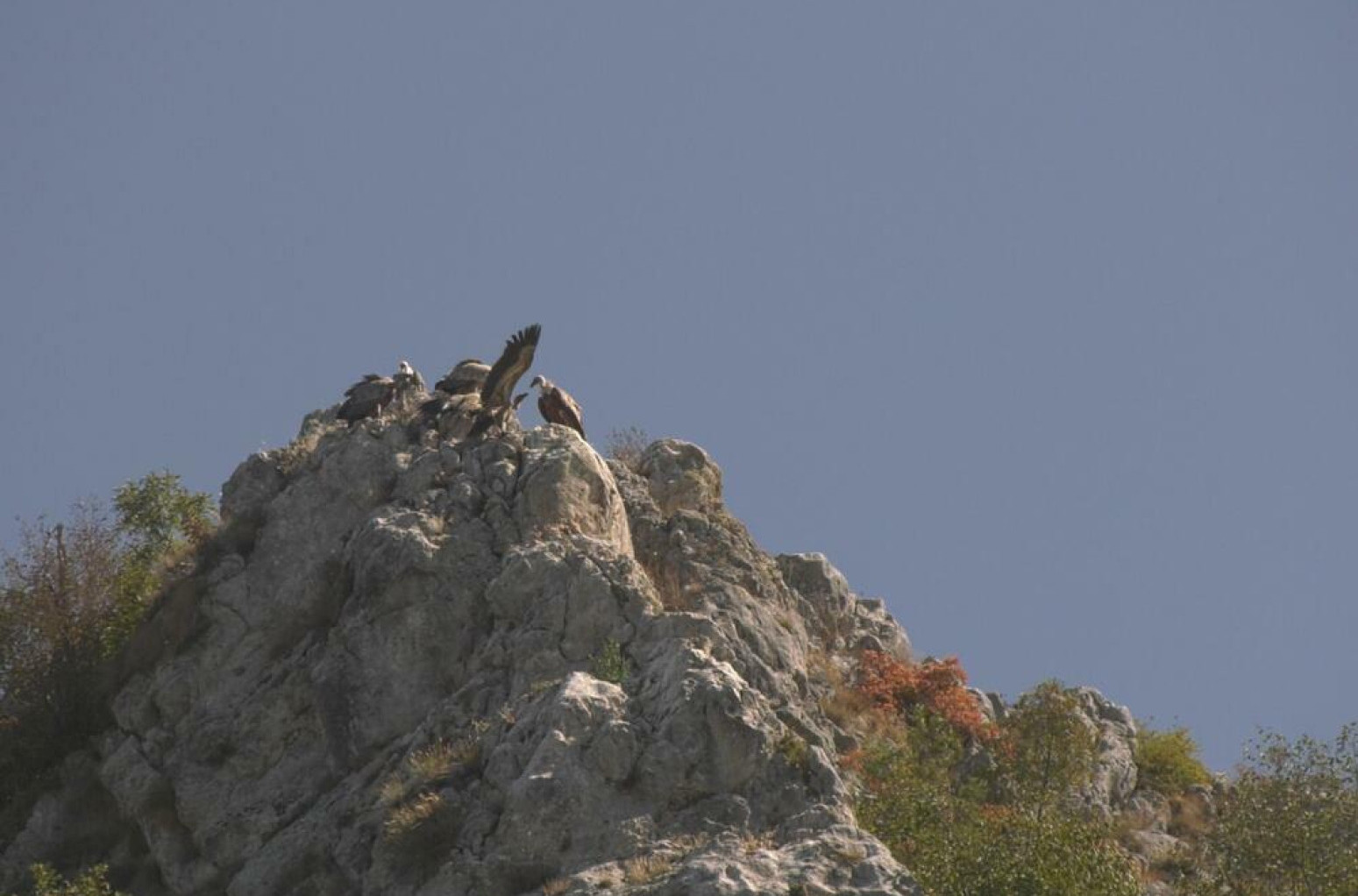 Vratio se Munja: Nakon letovanja na Alpima, beloglavi sup stigao u kanjon Uvca