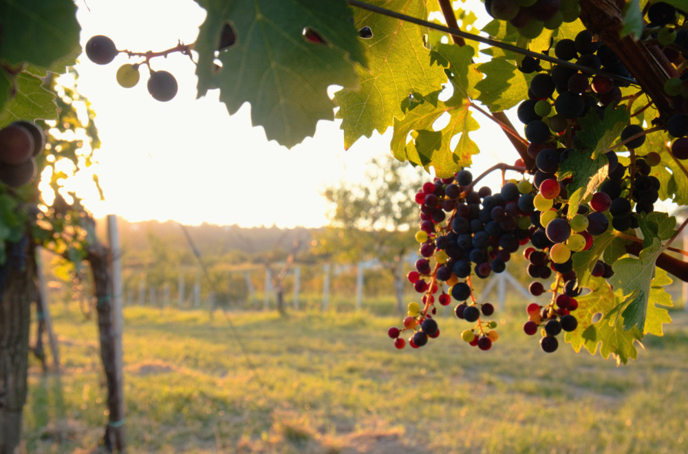 Rođen u Sremu, vladao Rimskim carstvom, a ubijen u svom vinogradu
