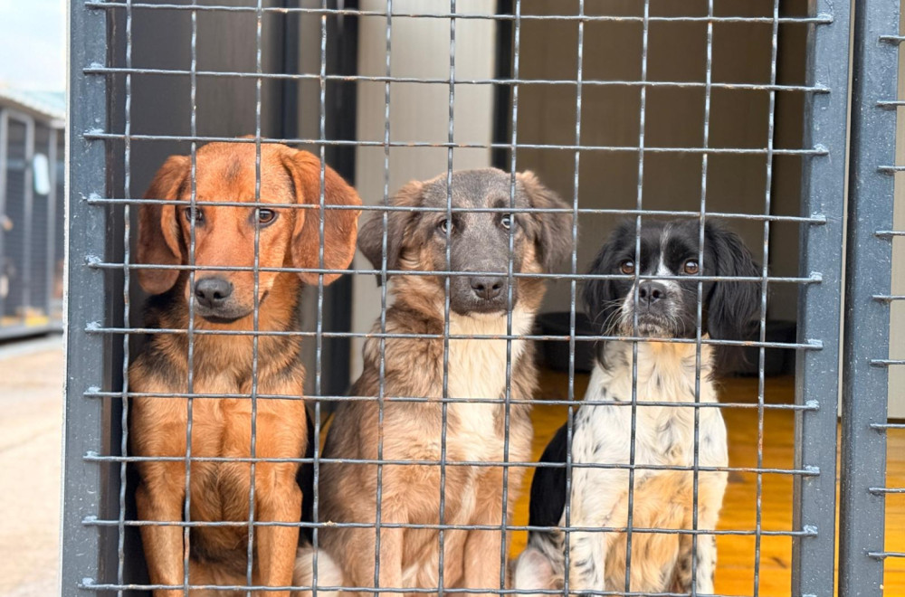 Proširuju se kapaciteti Prihvatilišta za pse u Nišu FOTO