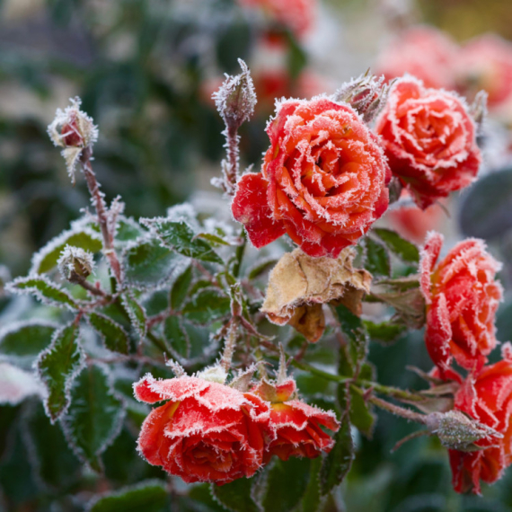 A strong weather change is coming: Temperatures will drop below zero