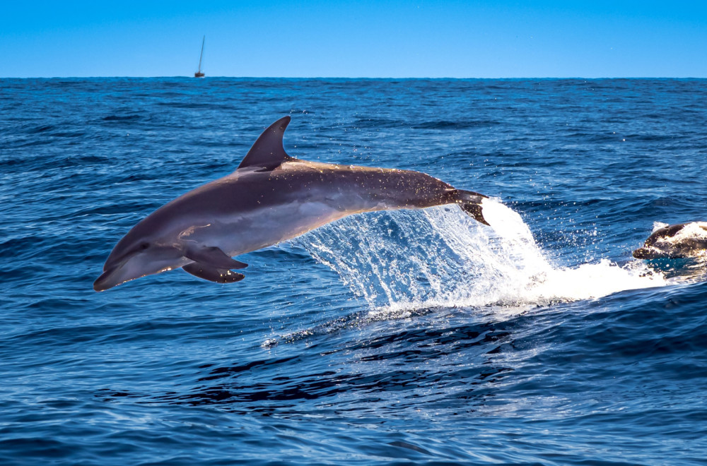 Delfin Mimo se vratio u Jadransko more: Prevario pratnju VIDEO